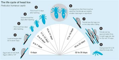 3 What Is Lice Life Cycle Of Lice What Are Nymphs And Nits Picture