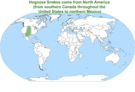Western Hognose Snakes Gs Exitics And Reptilarium