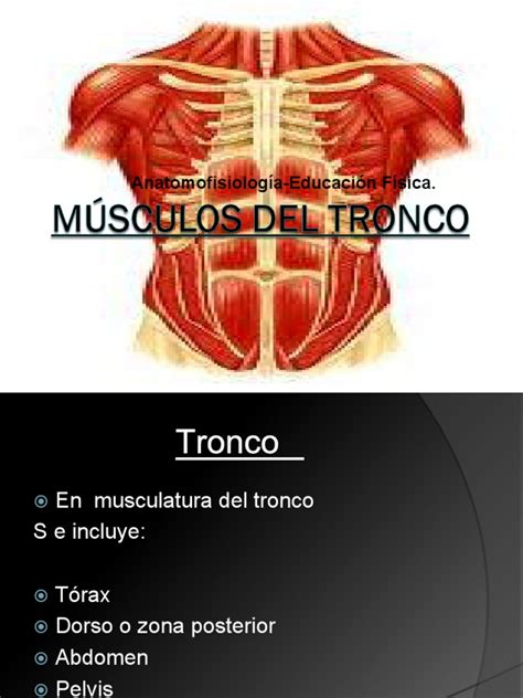 Músculos Del Troncoppt Tórax Abdomen