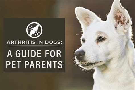 Arthritis In Dogs A Guide For Pet Parents Canadapetcare Blog