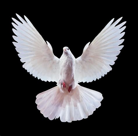 A Free Flying White Dove Isolated On A Black Stock Image Image Of High
