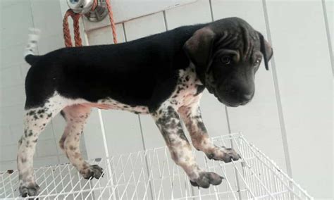 Pit bulls have high prey drive and dog sensitivity. Một số giống chó Pitbull lai trên Thế Giới - Địa chỉ mua ...