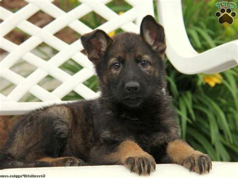 Browse cute pups for sale listed near you. Blue German Shepherd Puppies For Sale In PA | PETSIDI