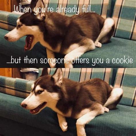 15 Funny Siberian Husky Memes To Make Your Day Page 2 Of 5