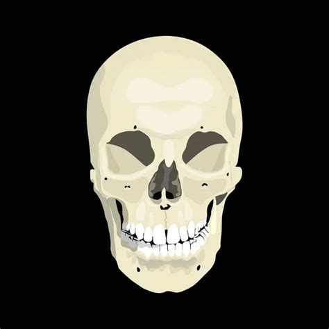 Cráneo Humano De Perfil Y En Plena Cara Ilustración Vectorial Vector