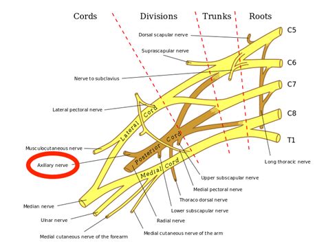 Axillary Nerve Stepwards