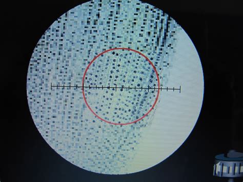 Bio 156 Fall 2015 Week 3 The Microscope Cells And Organelles Lab