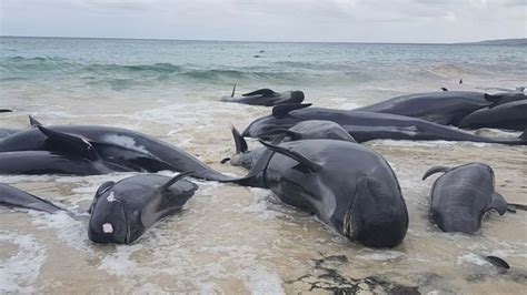 The Tragically Bizarre Circumstance Around Todays Mass Whale Stranding Triple M