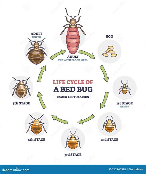 Life Cycle Of Bed Bug With All Parasite Evolution Stages Outline