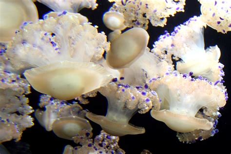 Pearl Jellyfish Monterey Aquarium Jellyfish Display Judith Baker