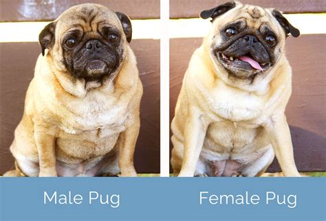 Male Vs Female Pugs Key Differences With Pictures Hepper