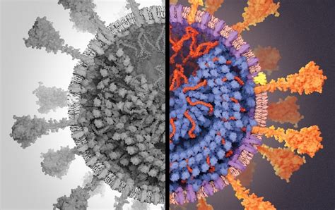 How I Built A 3 D Model Of The Coronavirus For Scientific American