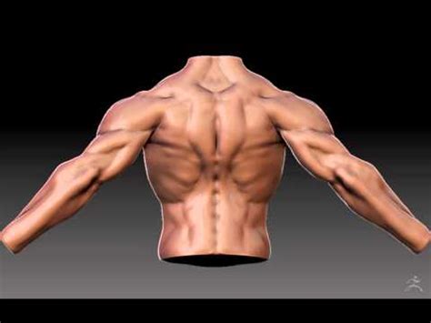 Anatomical human torso body modecolor: ZBrush Male Torso Anatomy Study Turnaround - YouTube
