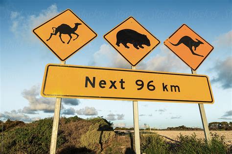 Camel Wombat And Kangaroo Warning Sign Nullarbor Plain South