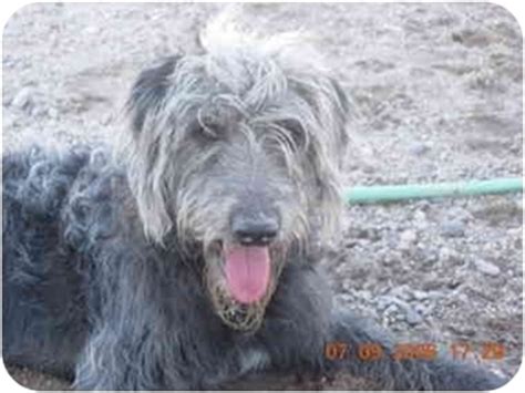 jake adopted dog thatcher az irish wolfhoundpoodle standard mix