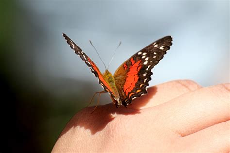 Schmetterling Auf Der Hand Kostenloses Stock Bild Public Domain Pictures