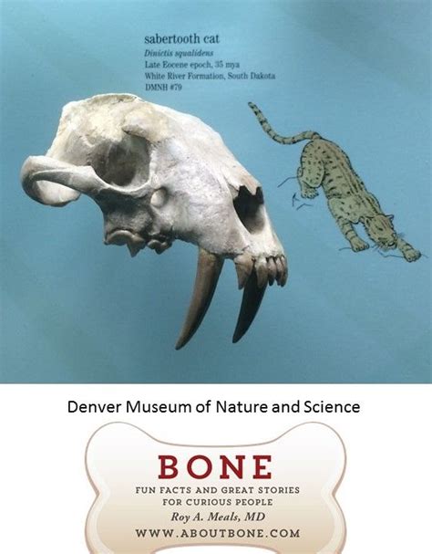 Sabertooth Tiger Cat Bone Skeleton Fossil Natural History Denver