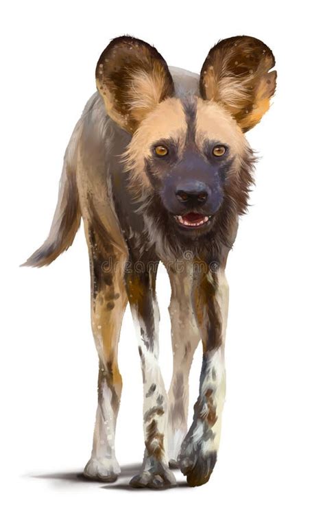 African Wild Dog Stock Illustrations 2116 African Wild Dog Stock