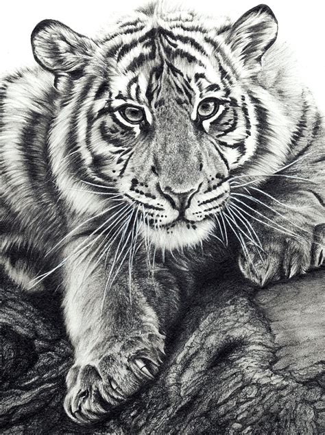 Pencil Drawing Of A Tiger Cub By Darkman X On Deviantart