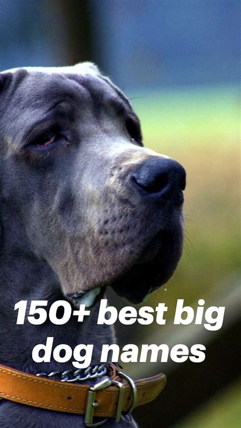 150 Best Big Dog Names An Immersive Guide By Labrottie