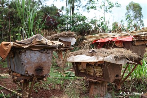 So it's a tropical hive? Beautiful Beehives | Bee Free Apiaries