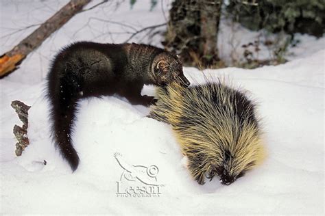 Fisher Martes Pennanti Preying On Porcupine Which Is Its Main Prey