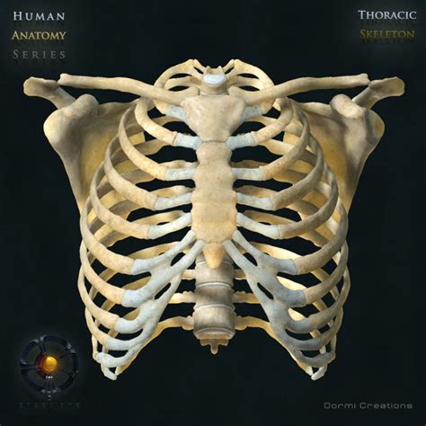 Human Thoracic Skeleton Bones 3d Max