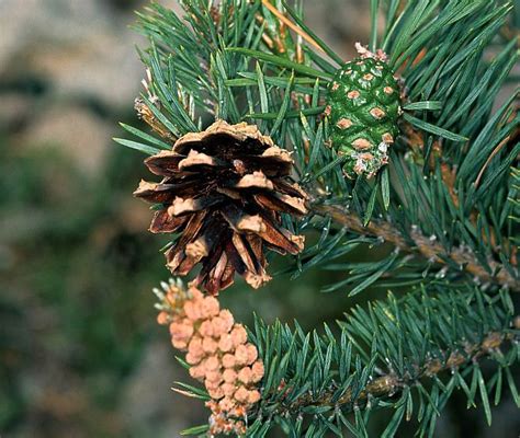 Pin Sylvestre Pinus Sylvestris Biodiv C Vennes Parc National Des C Vennes