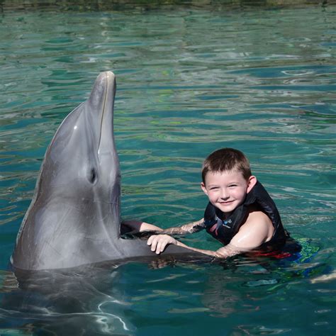 Dolphin Quest Остров Оаху лучшие советы перед посещением Tripadvisor