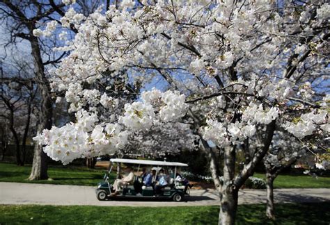 Now Is The Time To See Cherry Blossoms At The Dallas Arboretum