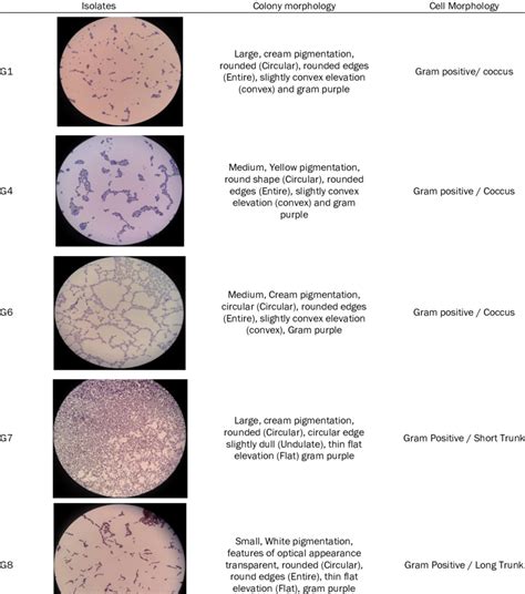 Results Of Gram Staining Of Protease Enzyme Bacteria Which Have The