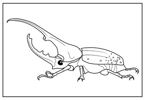 Desenhos De Besouro Para Colorir Bora Colorir