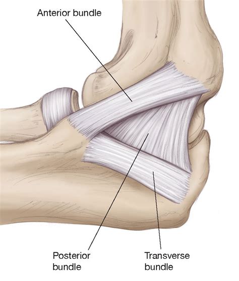 Ulnar Collateral Ligament Elbow