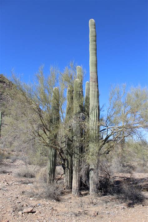 Changes in natural living conditions. The Mighty Saguaro Cactus — In Defense of Plants