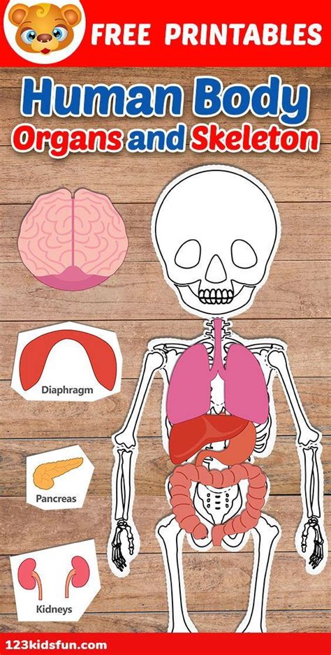 Human Body Organs And Skeleton Free Printables For Kids Homeschooling
