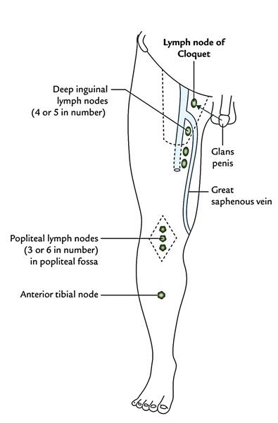 Easy Notes On 【lymphatic Drainage Of The Lower Limb】 Earths Lab
