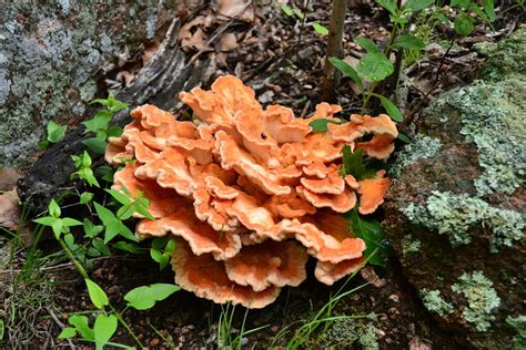 5 Most Common Edible Mushrooms In Missouri Foragingguru
