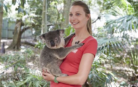 Koala Sanctuary Brisbane Qld 123957 Ctourism Australia The Budget