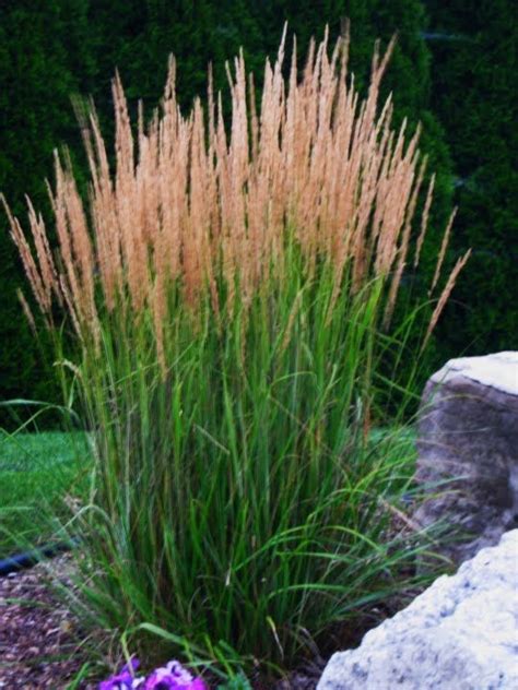 Eurasia Feather Reed Grass Grows To 3 Ft Tall Front Yard Ideas