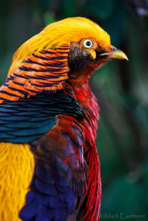 11 Unusual And Unique Birds In The World Meowlogy Beautiful Birds
