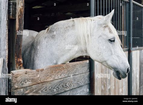White Horse Looking Out From Stable Window Stock Photo Alamy