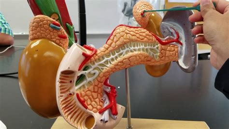 Internal Organs With Pancreas Kidneys Spleen Adrenal Glands Youtube