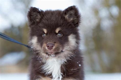 Finnish Lapphund Dog Breeds Facts Advice And Pictures Mypetzilla Uk
