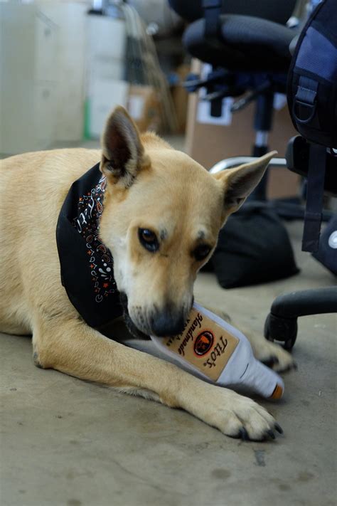 From puppies to seniors, we help dogs of all life stages put their best vaccinations clinic in san antonio, tx. This is Taki, the current official distillery dog at Tito ...