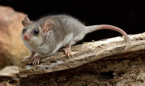 Loving Exotics — Eastern Pygmy Possum Cercartetus Nanus Source