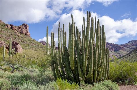 Organ Pipe Cactus National Monument Right Kind Of Lost