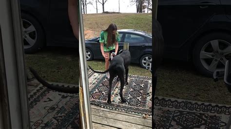 Girl Gets Attacked By Great Dane Youtube