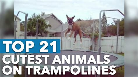 Top 21 Cutest Animals On Trampolines Funny Youtube