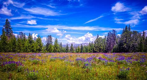 Colors Of The Meadow Photograph By Dawn Zemaitis Fine Art America