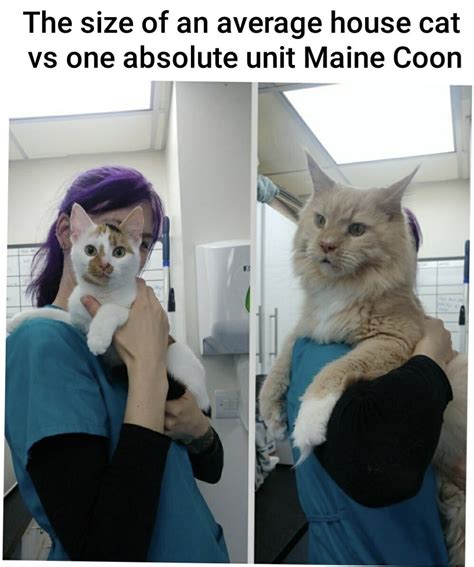 Regular Cat Vs Maine Coon I Can Has Cheezburger